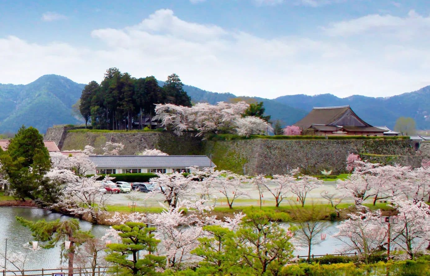Sasayama Castle in cherry blossom season